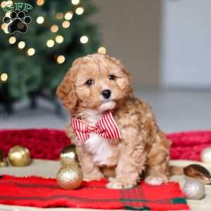 Milo, Cavapoo Puppy