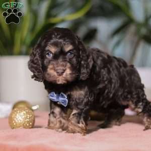 Milo, Cockapoo Puppy