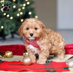 Milo, Cavapoo Puppy