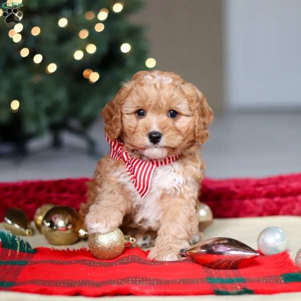 Milo, Cavapoo Puppy