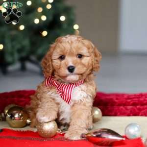 Milo, Cavapoo Puppy