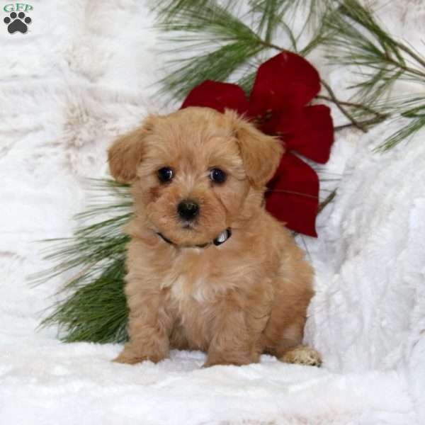 Milo Bear, Toy Poodle Mix Puppy
