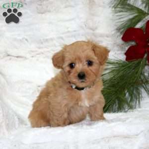 Milo Bear, Toy Poodle Mix Puppy