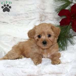 Milo Bear, Toy Poodle Mix Puppy