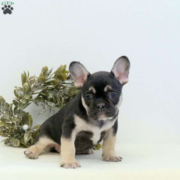 Milo, Frenchton Puppy