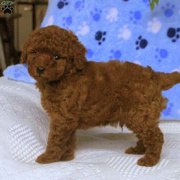 Milo, Toy Poodle Puppy