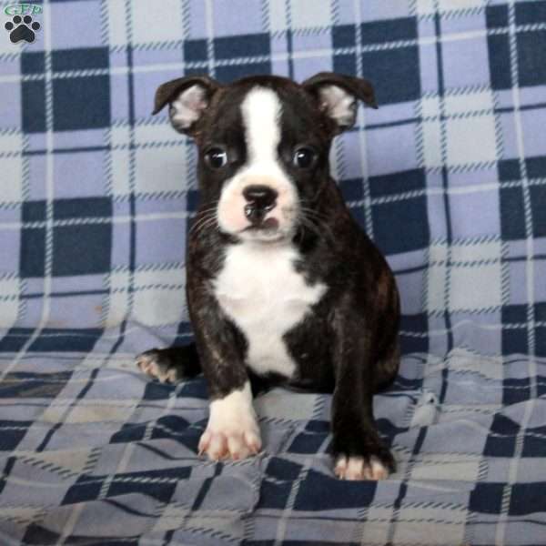 Milo, Boston Terrier Puppy