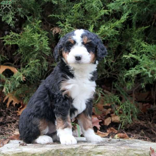 Milo, Bernedoodle Puppy