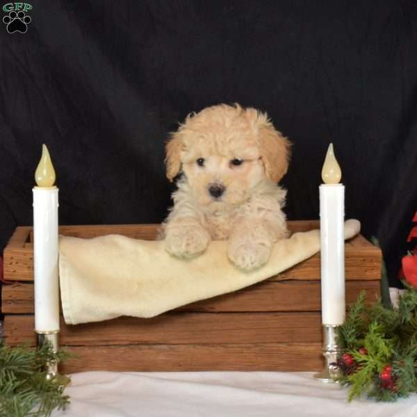 Milo, Maltipoo Puppy