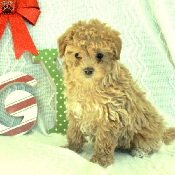 Milo, Toy Poodle Puppy