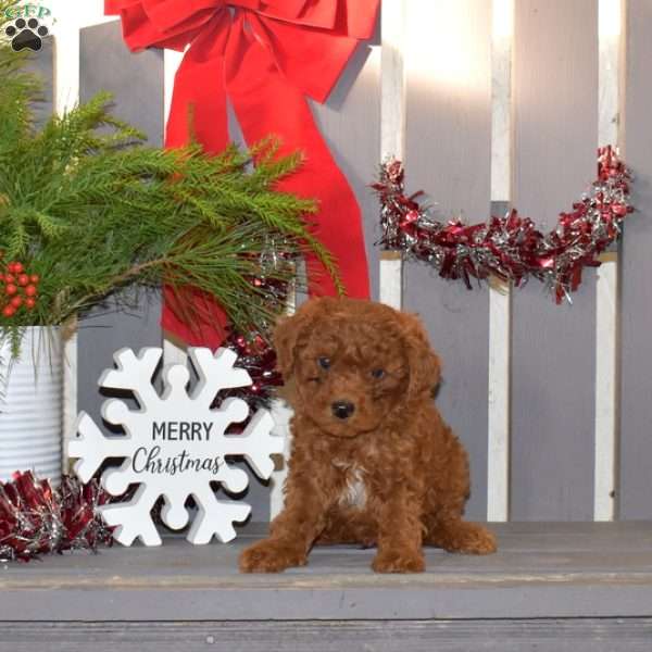 Milo, Miniature Poodle Puppy