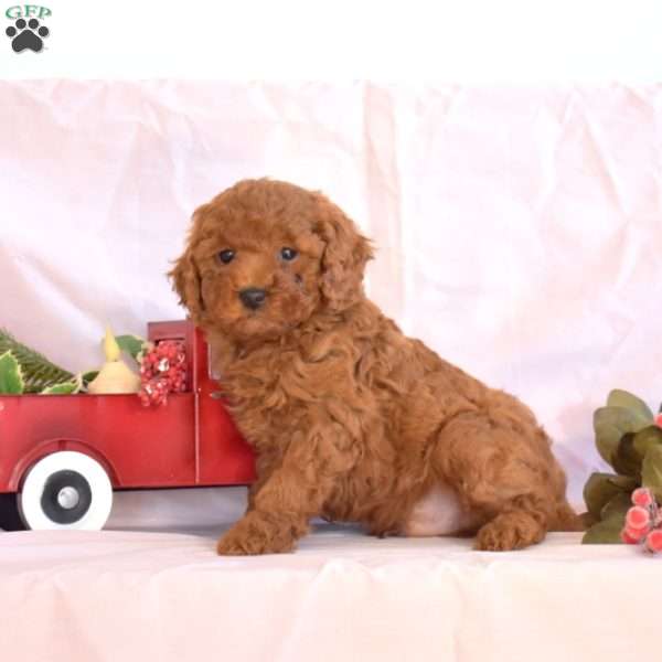 Milo, Miniature Poodle Puppy