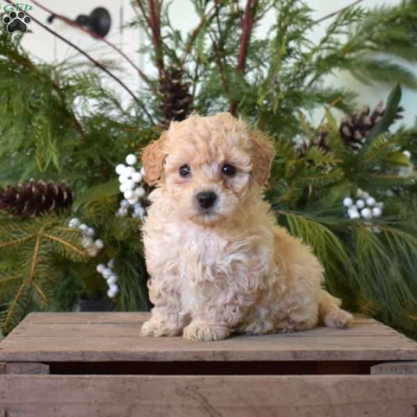 Milo, Bich-Poo Puppy