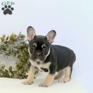 Milo, Frenchton Puppy