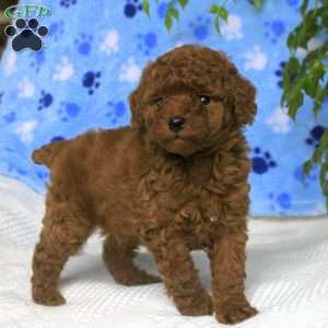 Milo, Toy Poodle Puppy