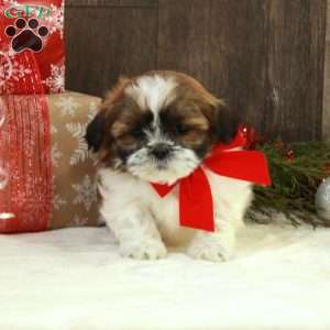 Milo, Teddy Bear Puppy