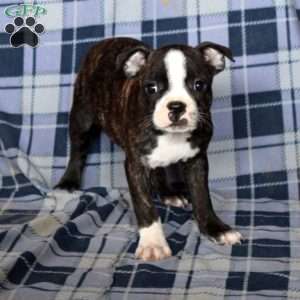 Milo, Boston Terrier Puppy