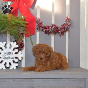 Milo, Miniature Poodle Puppy