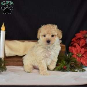 Milo, Maltipoo Puppy