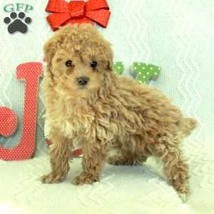 Milo, Toy Poodle Puppy