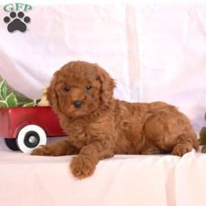 Milo, Miniature Poodle Puppy