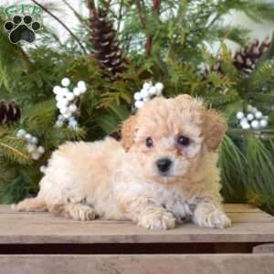 Milo, Bich-Poo Puppy