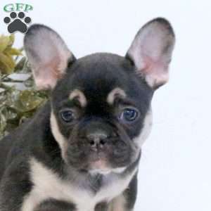 Milo, Frenchton Puppy