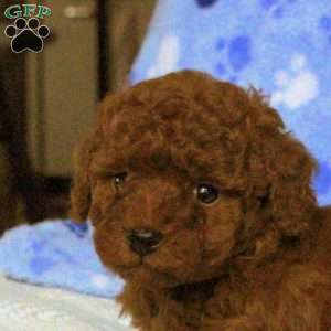 Milo, Toy Poodle Puppy