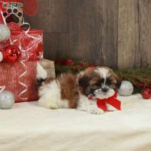 Milo, Teddy Bear Puppy