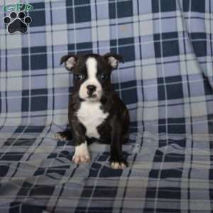 Milo, Boston Terrier Puppy