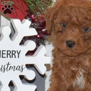 Milo, Miniature Poodle Puppy