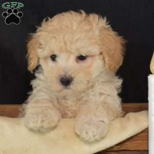 Milo, Maltipoo Puppy
