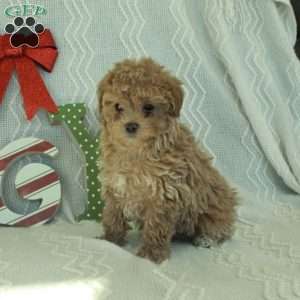 Milo, Toy Poodle Puppy