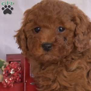 Milo, Miniature Poodle Puppy