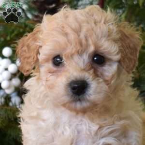 Milo, Bich-Poo Puppy