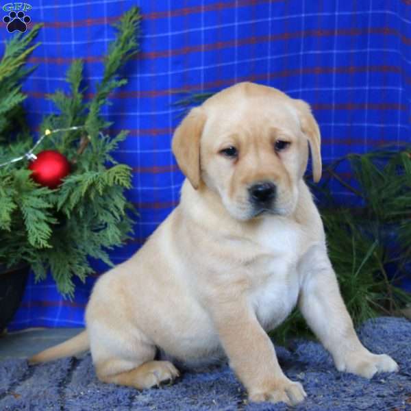 Milo, Yellow Labrador Retriever Puppy