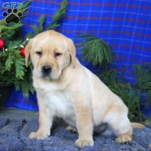 Milo, Yellow Labrador Retriever Puppy