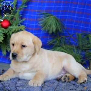 Milo, Yellow Labrador Retriever Puppy