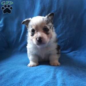 Milo, Welsh Corgi Mix Puppy