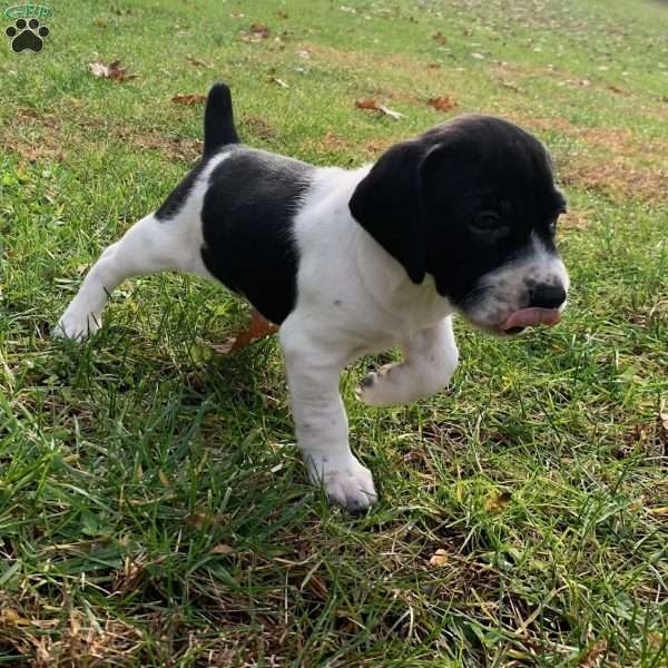 Milo, Beagle Mix Puppy
