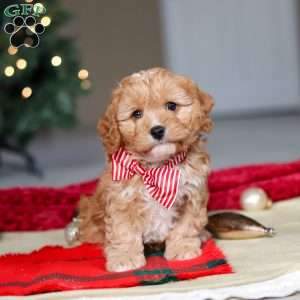 Milo, Cavapoo Puppy