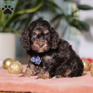 Milo, Cockapoo Puppy