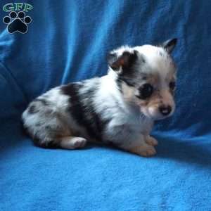 Milo, Welsh Corgi Mix Puppy