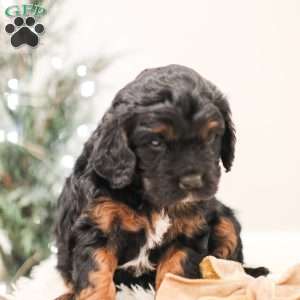 Milo, Cavapoo Puppy