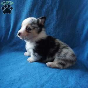 Milo, Welsh Corgi Mix Puppy
