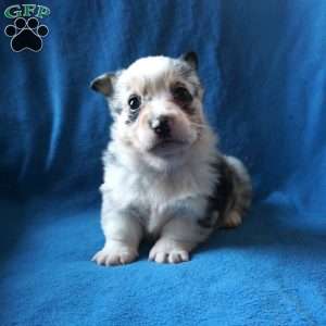 Milo, Pembroke Welsh Corgi Puppy