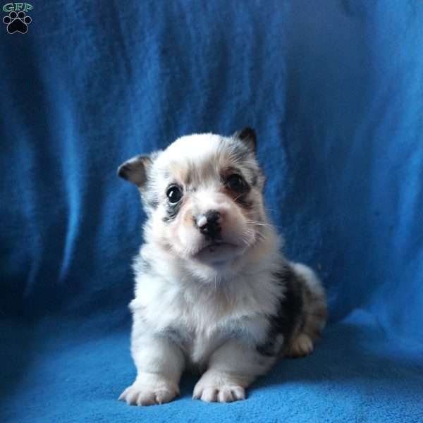 Milo, Welsh Corgi Mix Puppy