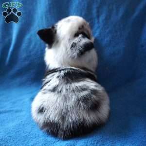 Milo, Welsh Corgi Mix Puppy