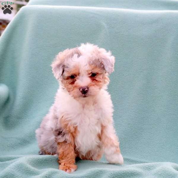 Mindy, Toy Poodle Mix Puppy