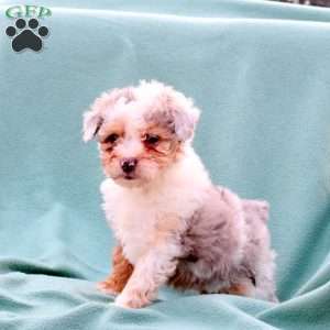 Mindy, Toy Poodle Mix Puppy